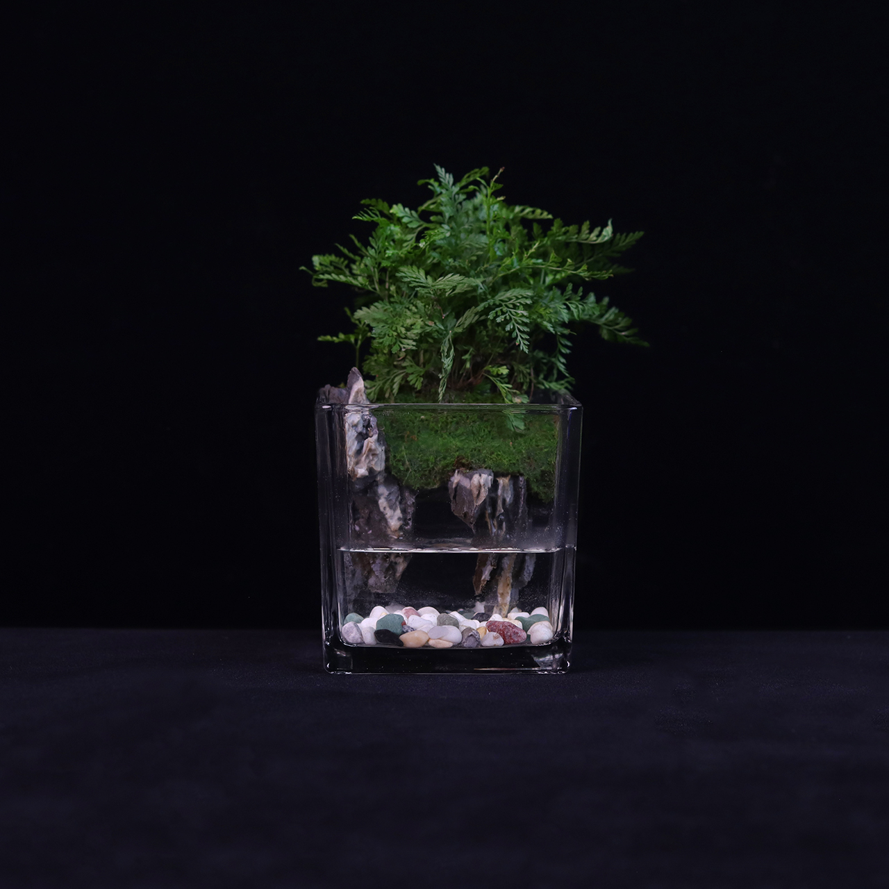 【龙门】狼尾蕨成品创意真绿植苔藓室内桌面微景观10*10cm