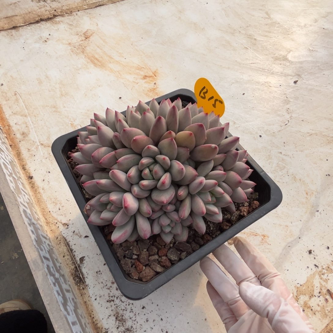 米***奇b15新品群生呀呀呀呀