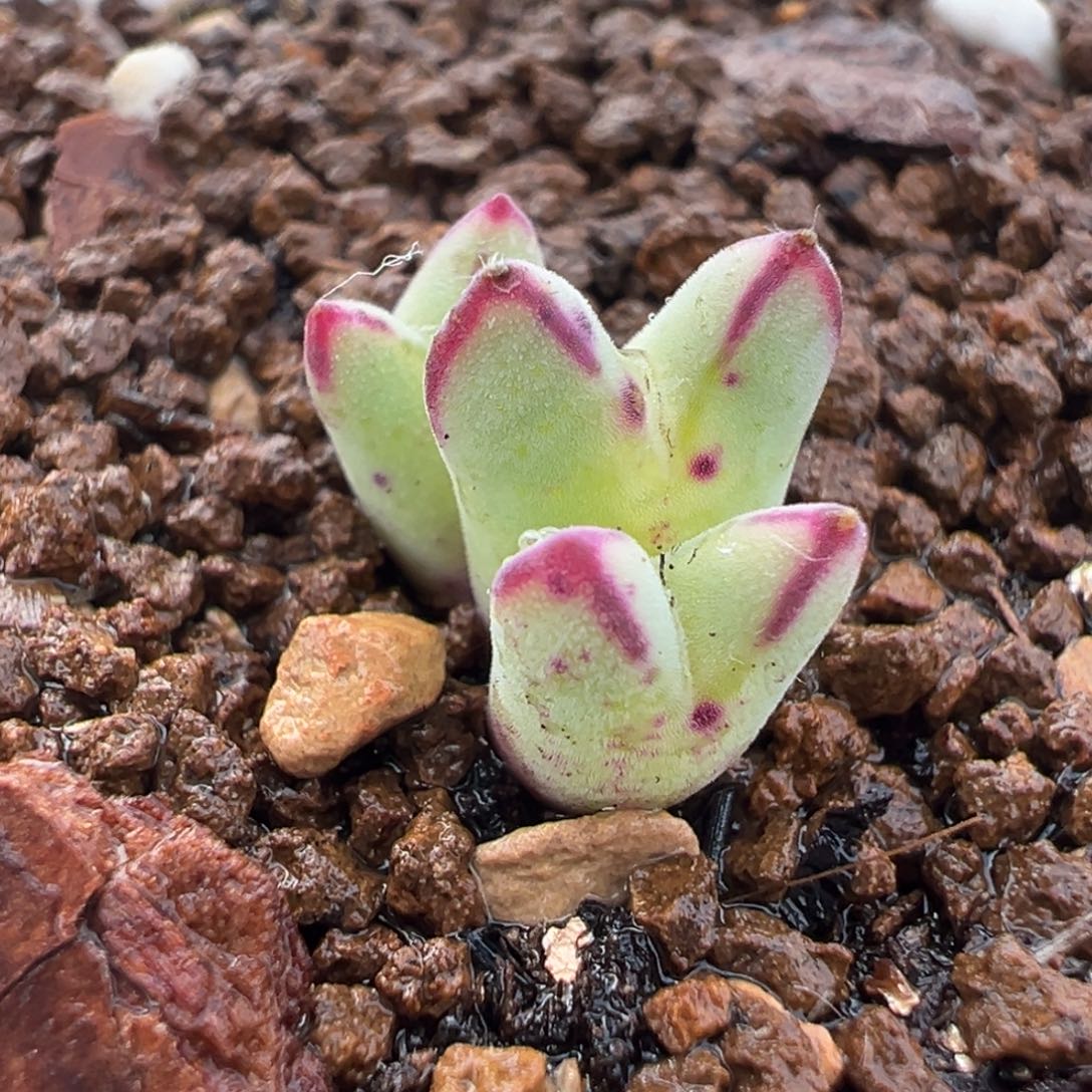 541多肉植物种类多样