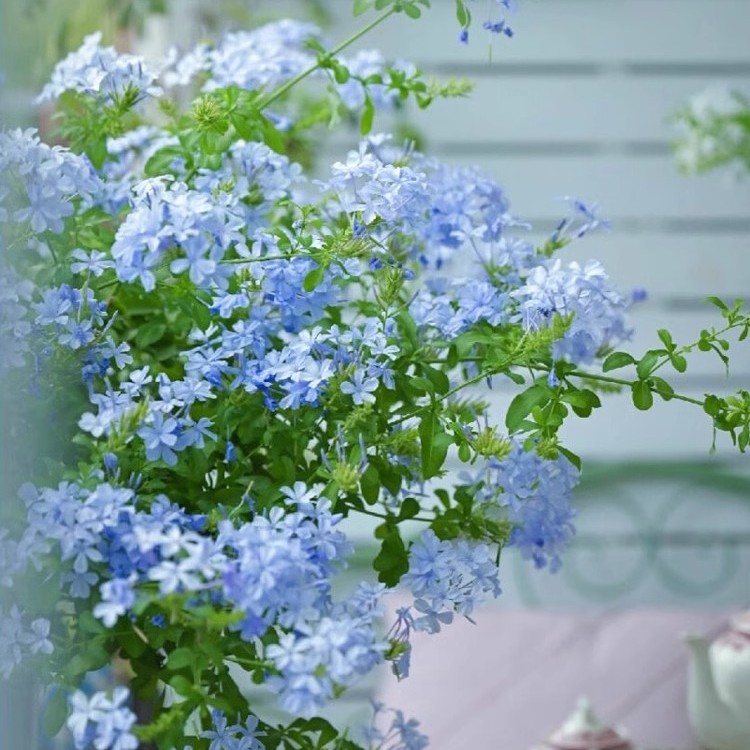虹越 | 蓝雪花5加仑盆栽苗生花苞为主 四季开花花卉植物专场