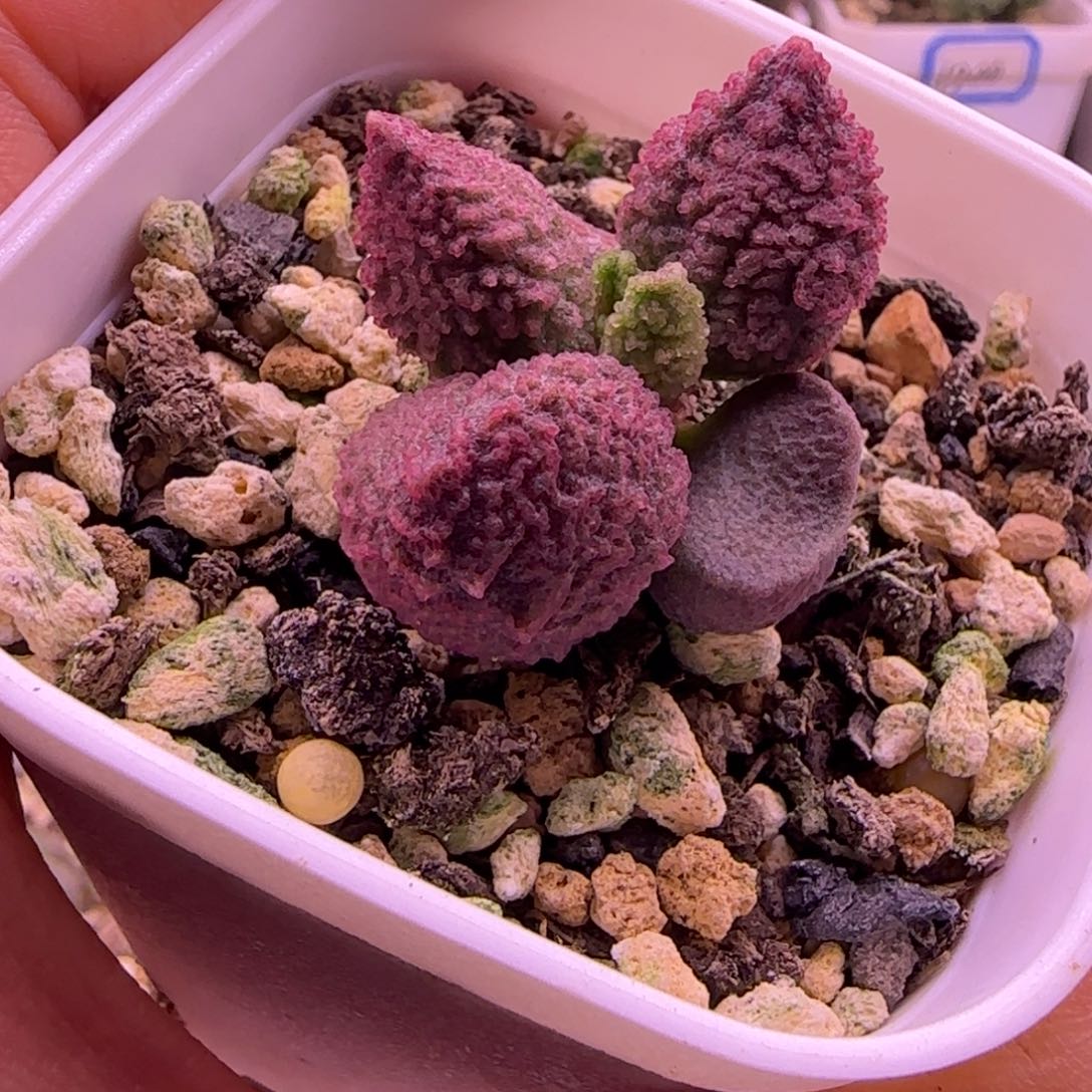 特价新品，一物一拍