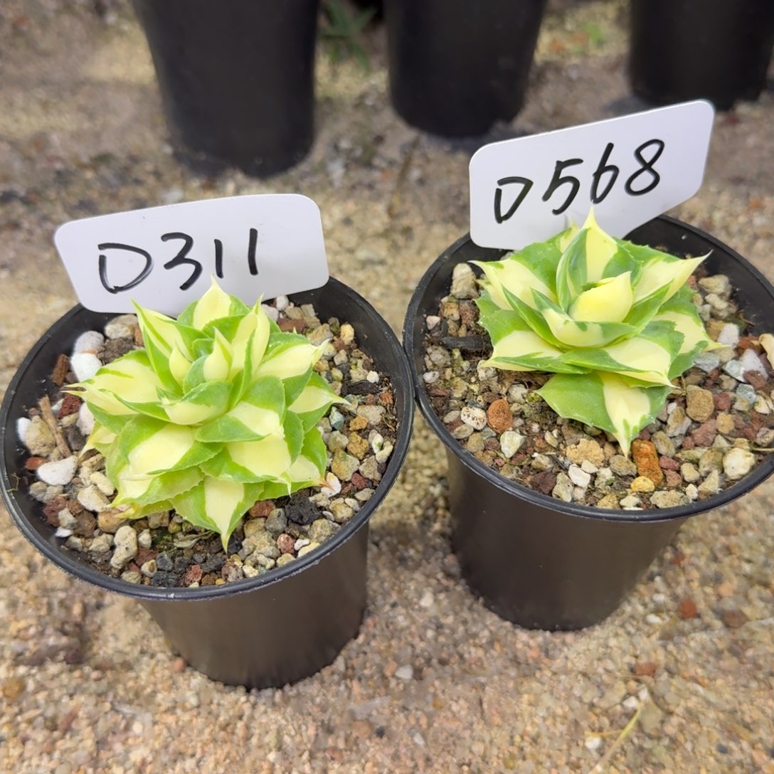 神***牛福利黄中班脱土发