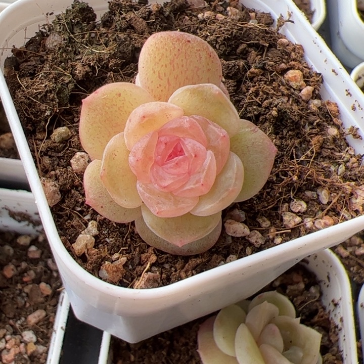 永***間时间专拍链接啊啊啊啊啊