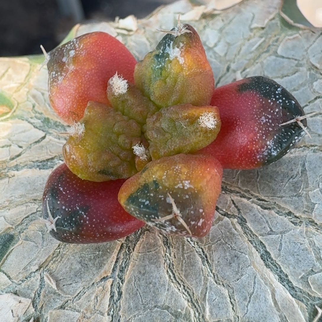 【闪购商品】哥斯拉花锦274仙人球