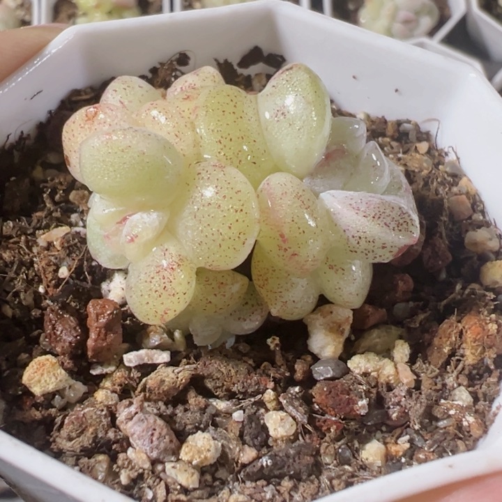 冰玉石化多肉植物