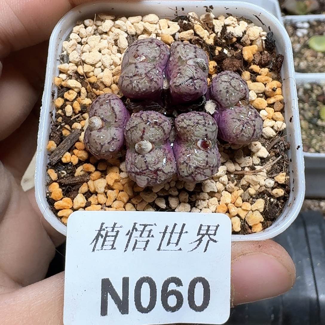 J***轩060号多肉植物哇x f