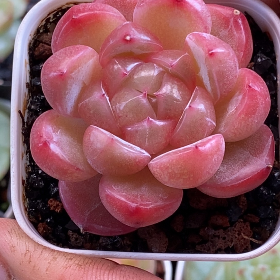 天官赐福百无禁忌