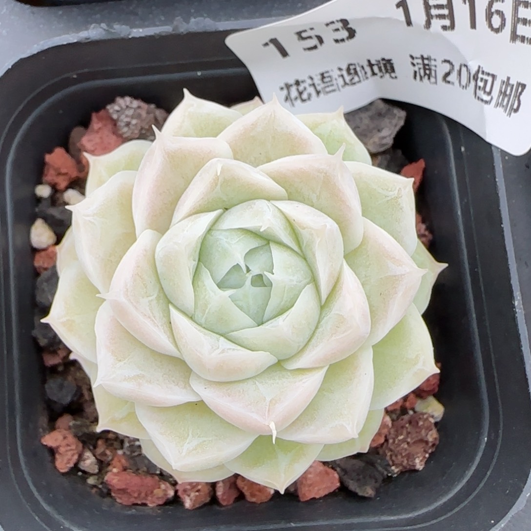 花语逸镜0116-153白胖子