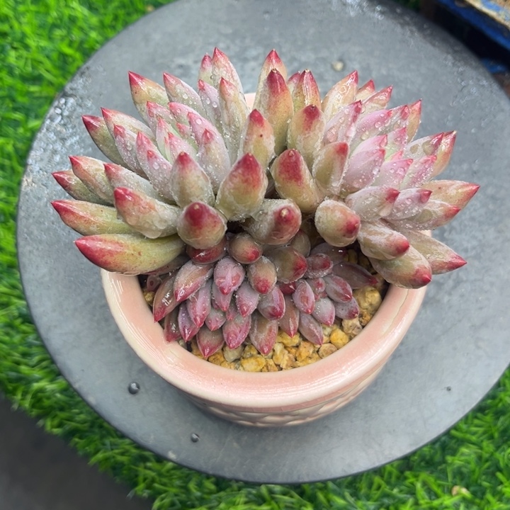 车厘子多肉老庄11冠幅～