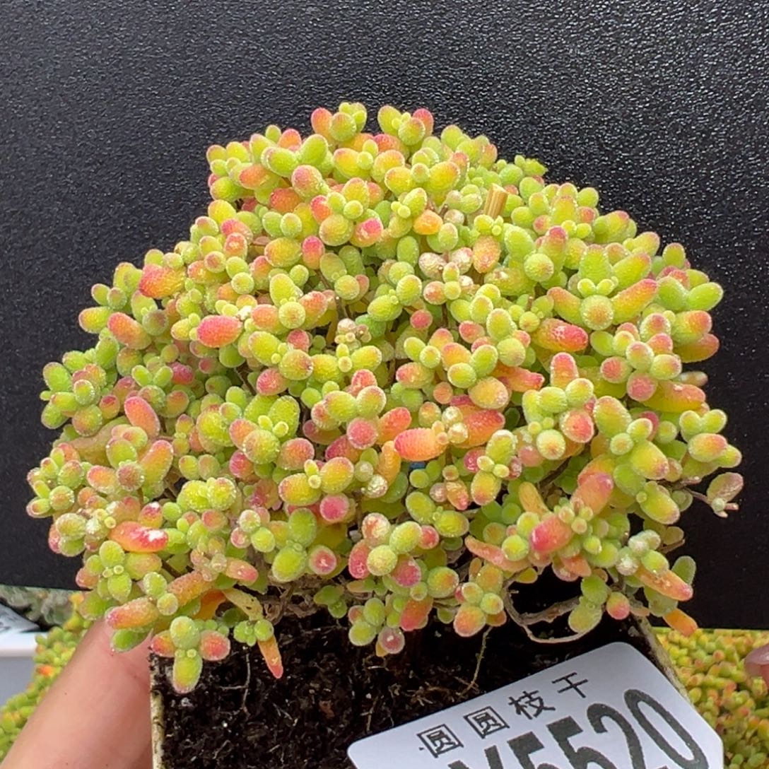 下播福利dy5520小老桩精控蜜橘糖球冠幅7cm