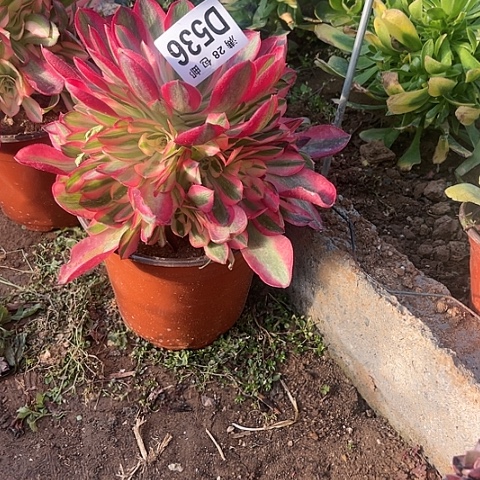 536女巫不包断枝