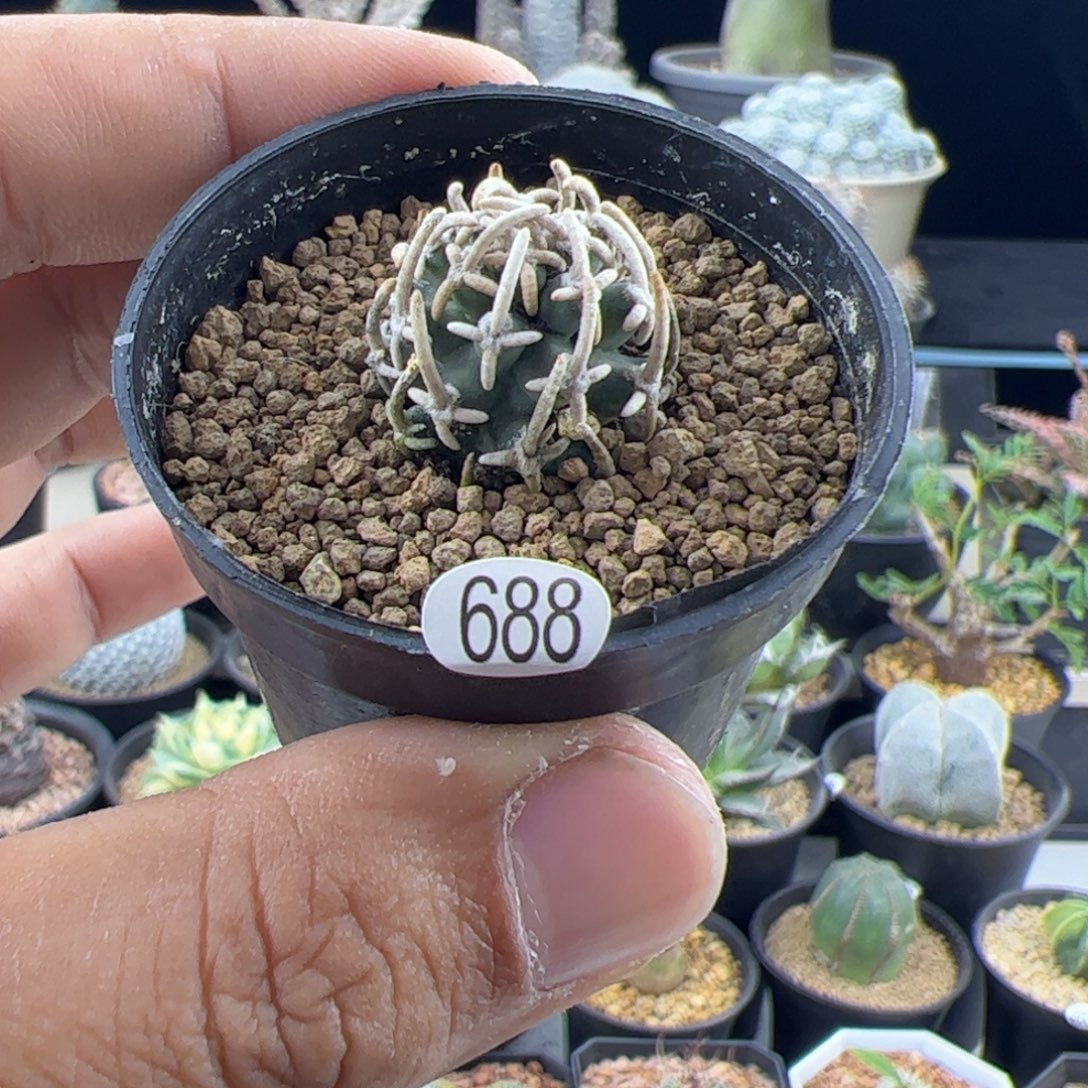 飞鸟一物一拍688，，，，