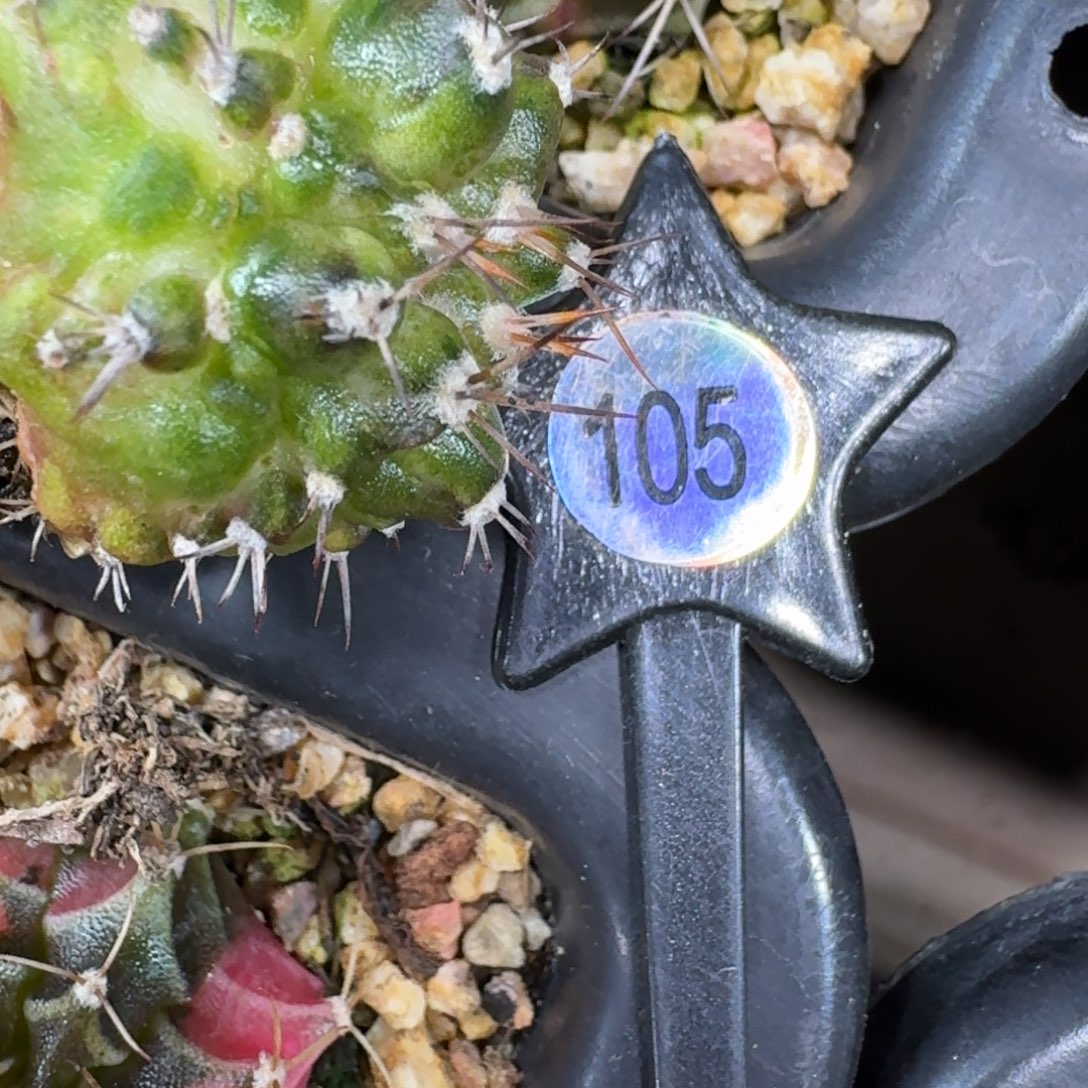 假***去米哈实生自然锦105