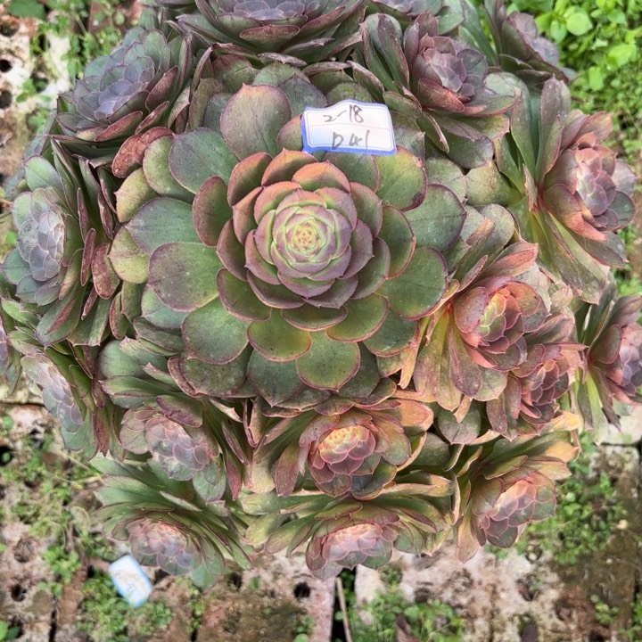 万圣节多肉断枝不包41