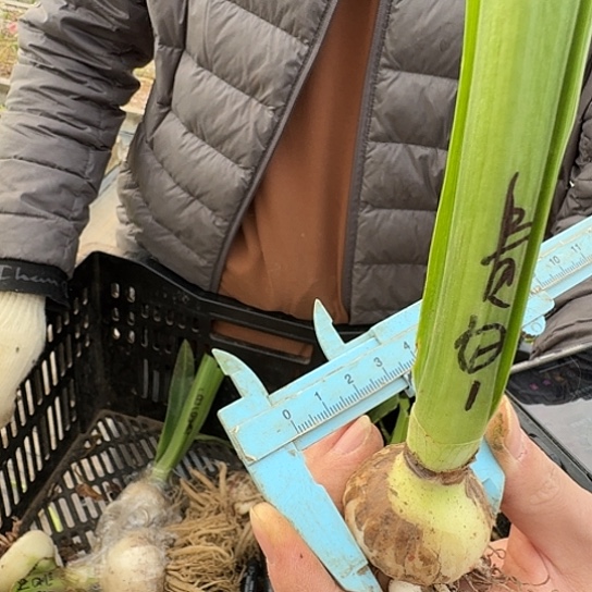 贵妇3-3.5厘米带两个侧芽包对版
