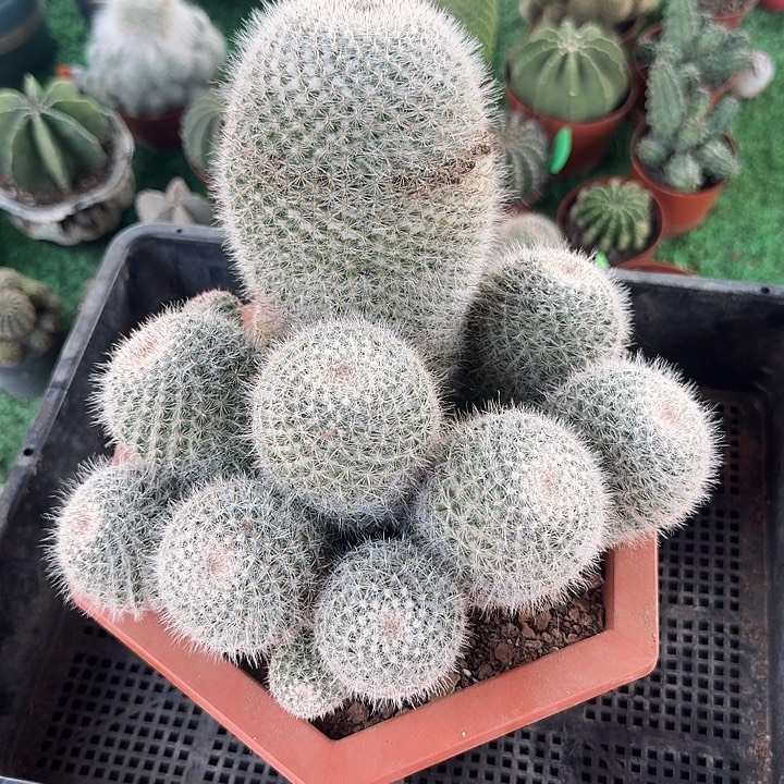 এ***࿐玉翁实生大群一颗福利价