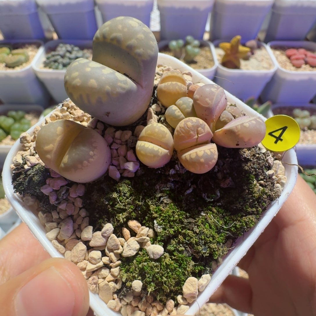 04.......带盆土......