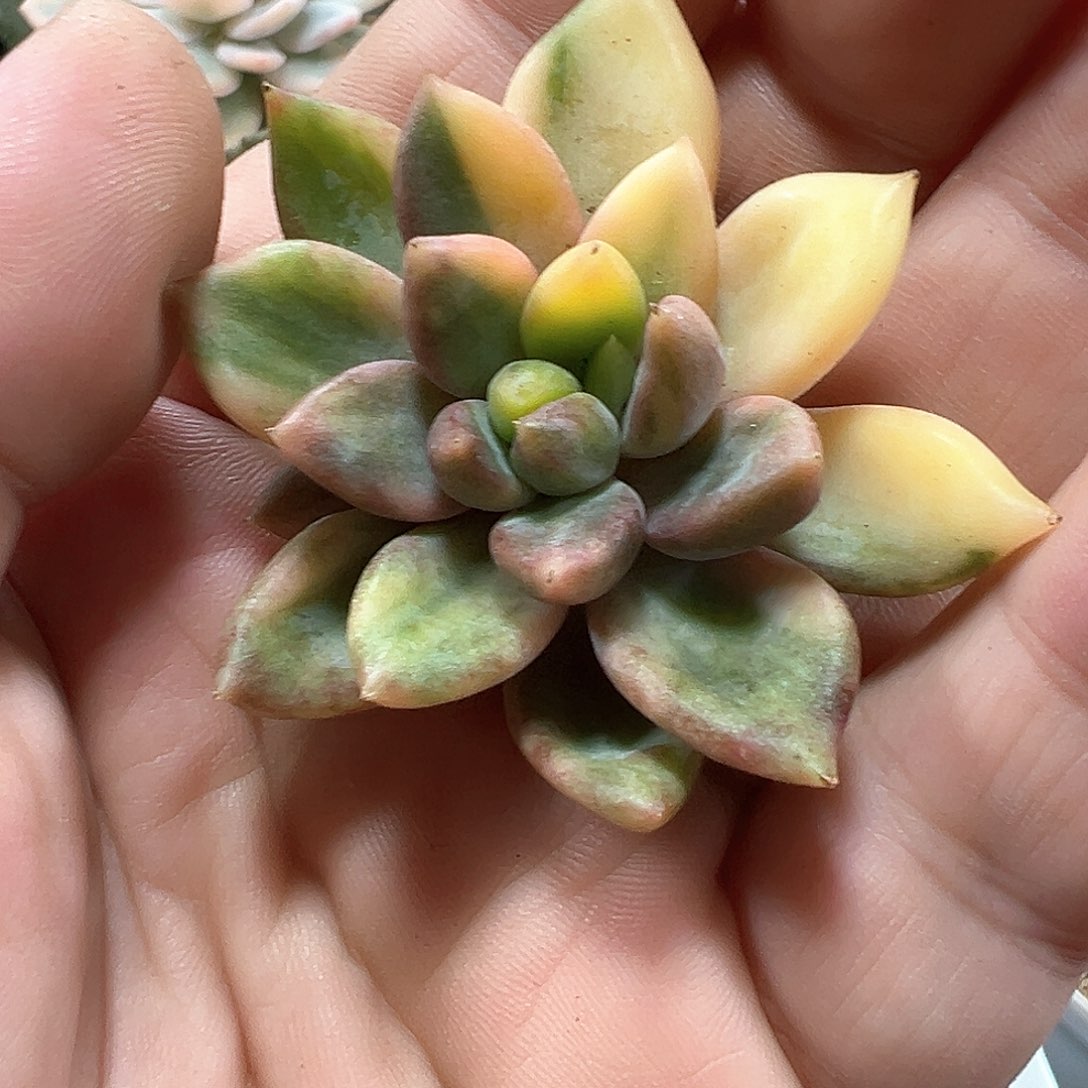 黄金象牙锦带根 带侧芽