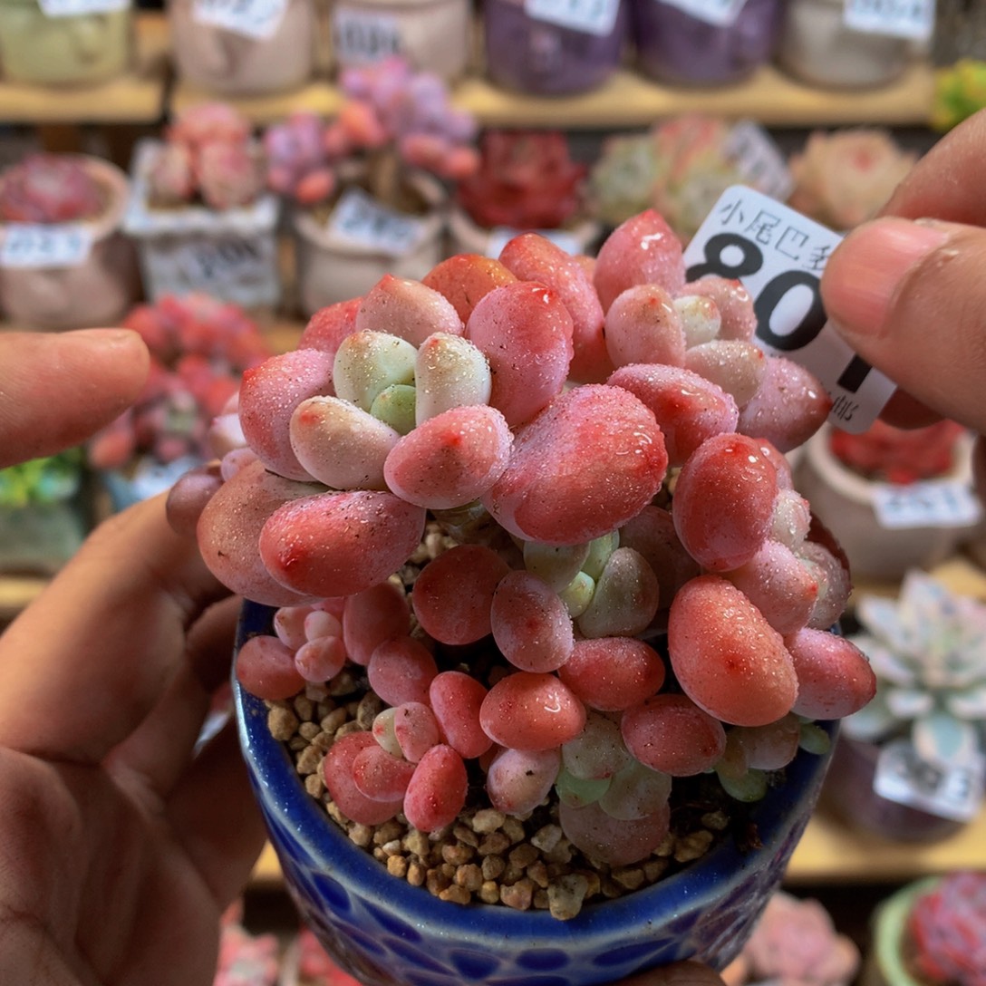 如***艺小尾巴多肉园艺5CM迷你拇指盆栽P801