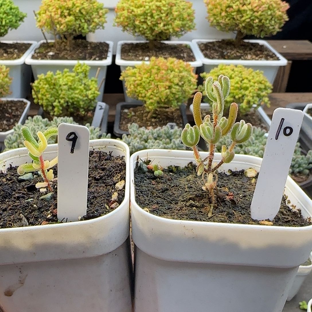 小***，实生锦枝干番杏专拍