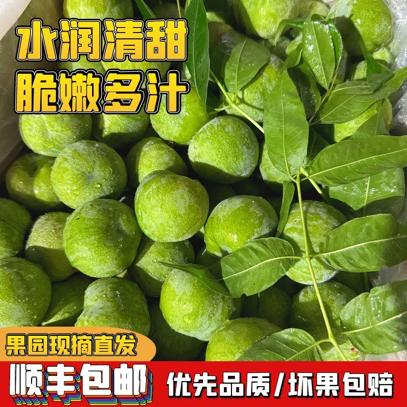 【顺丰包邮】四川脱骨青脆李当季新鲜水果甜脆多汁产地现摘现发