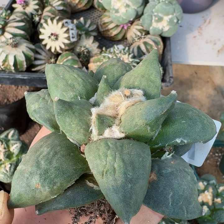 21自根丸叶怒涛牡丹