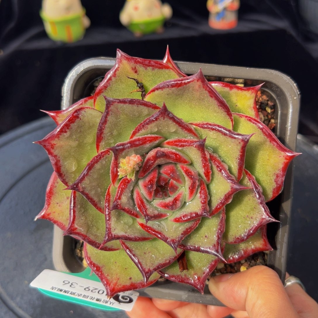 从前慢多肉编号1029-36