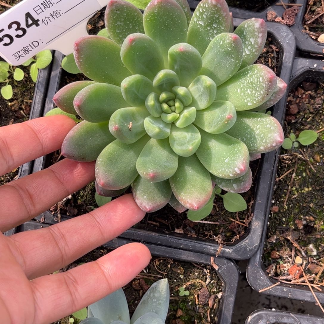 美人系单头多肉植物534