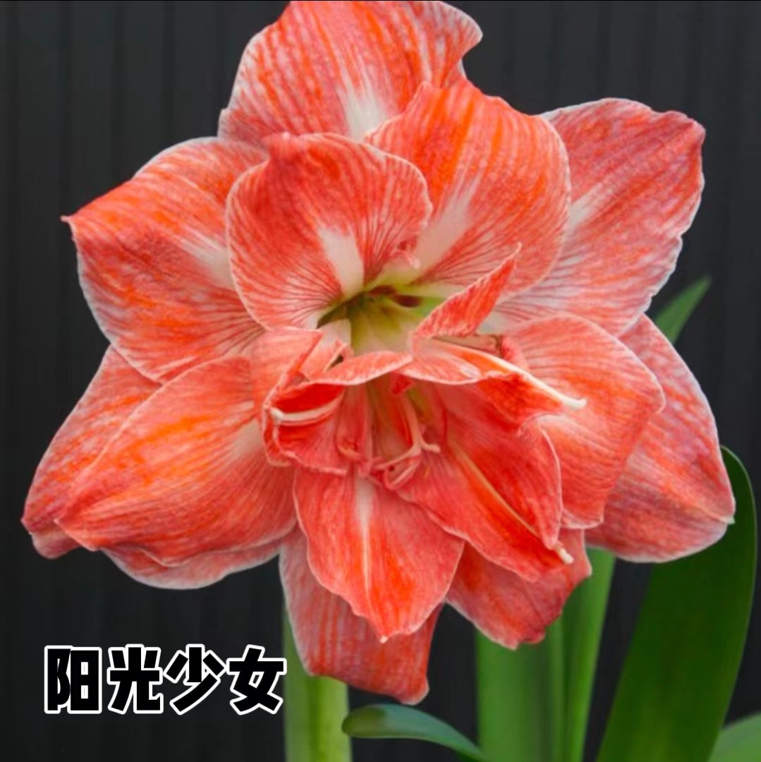 【阳光少女】朱顶红秘鲁荷兰重瓣种球大花浓香室内盆栽四季开花植物