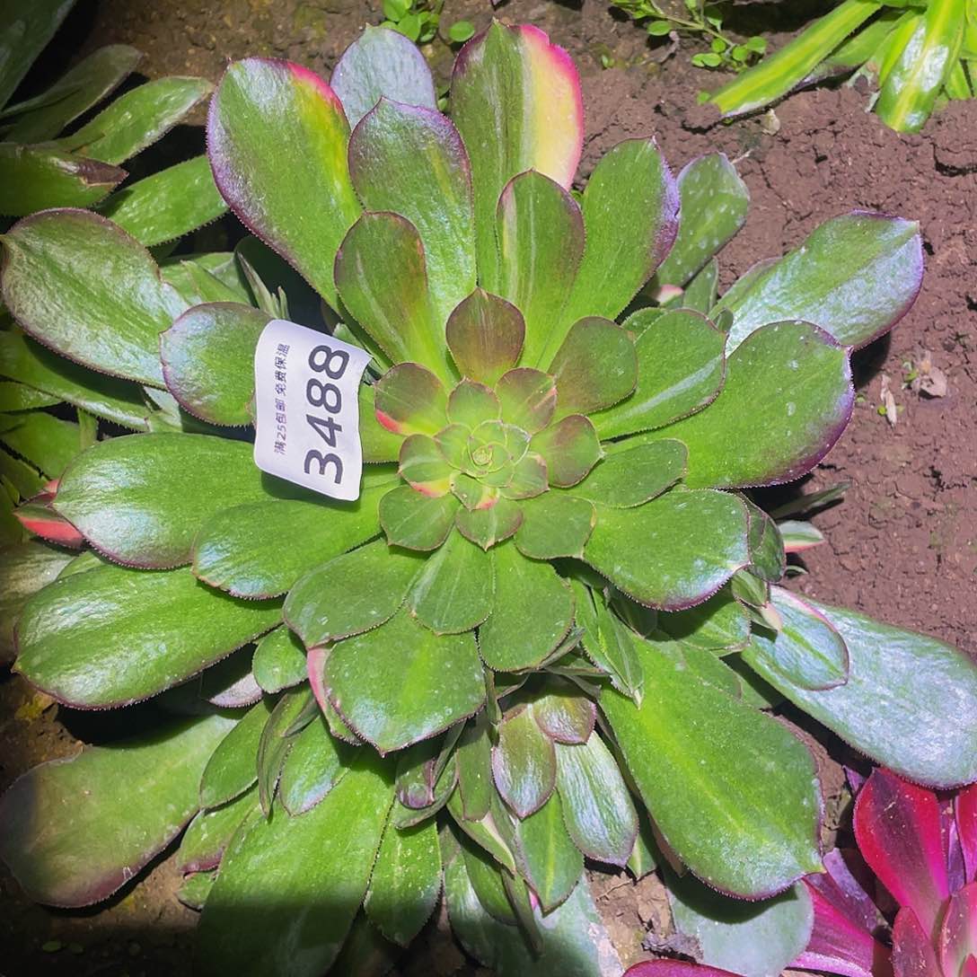 3488韶秀七彩多肉植物