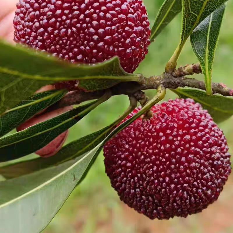 东魁杨梅 当季新鲜杨梅 净重4斤 仅限京津冀购买