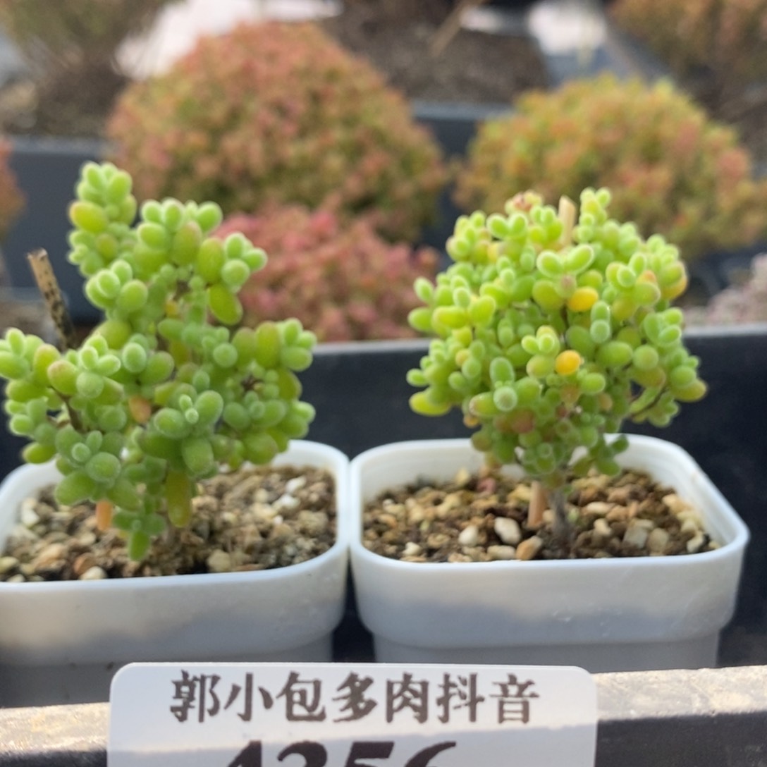 Z****g糖球组合4356枝干番杏