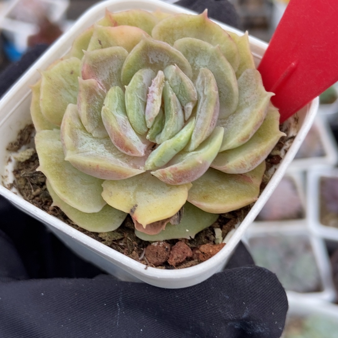 837盎司诺石化多肉植物