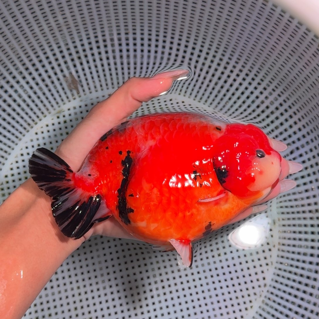 金鱼类不分公母15