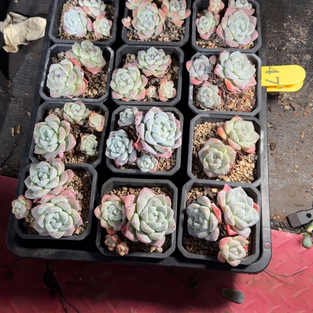 a***u冰玉带盆发不包整47