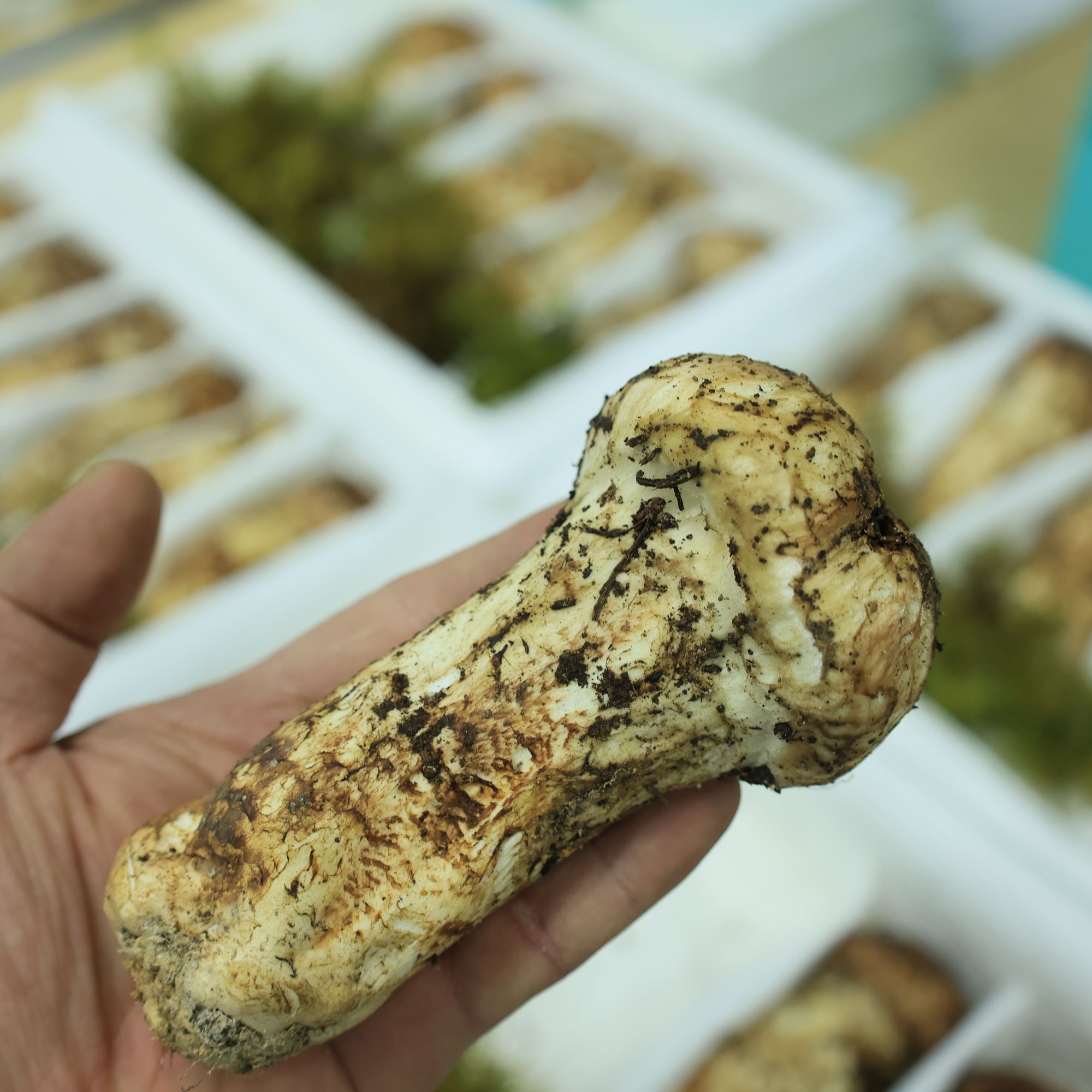 璐昕棠香格里拉新鲜松茸精选二级大头