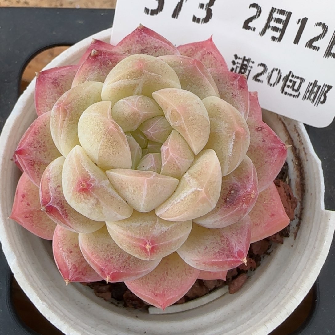 花语逸境0212-573