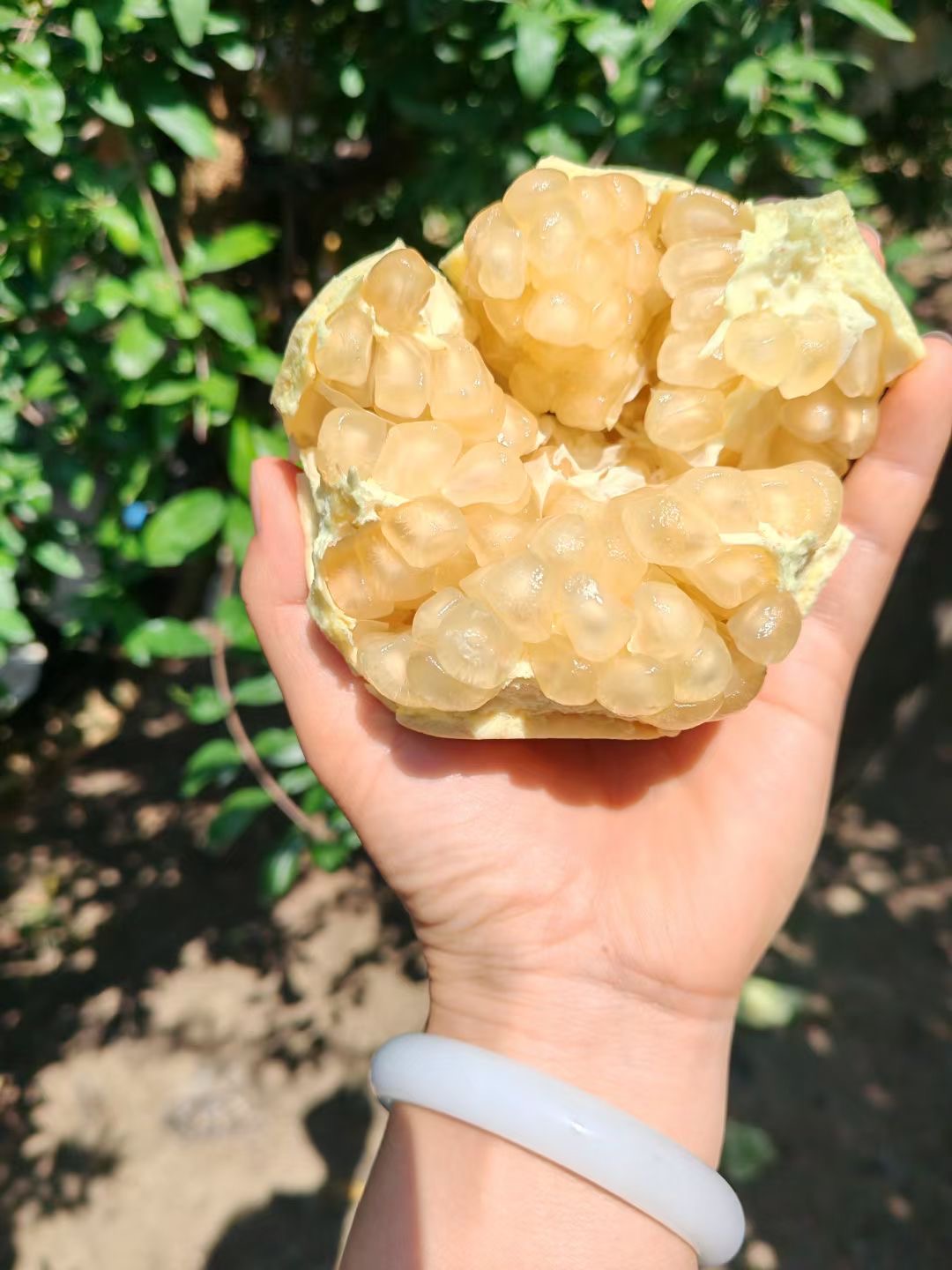 怀远石榴 白花玉石籽石榴 十斤装