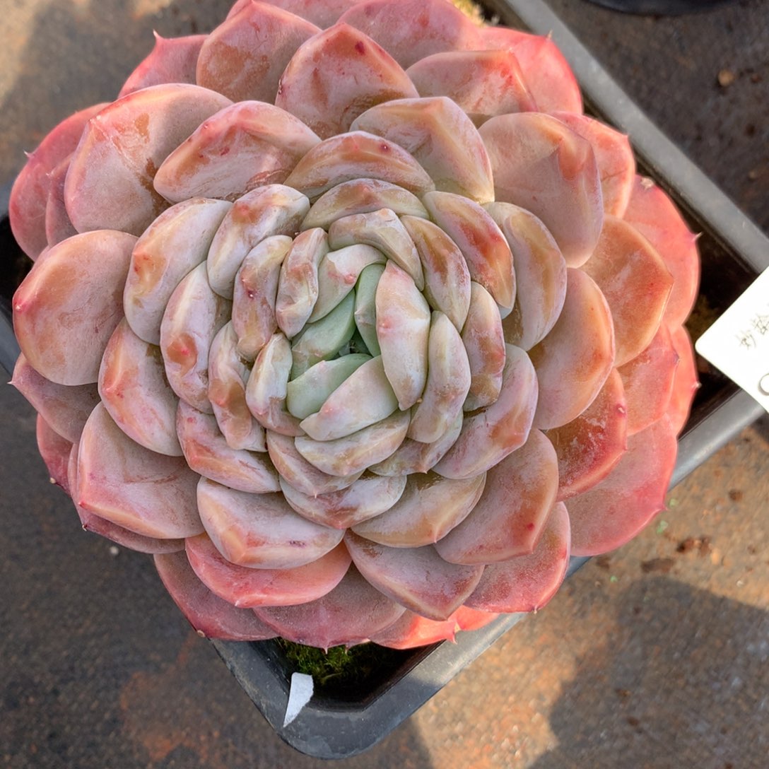 9050杂交多肉植物