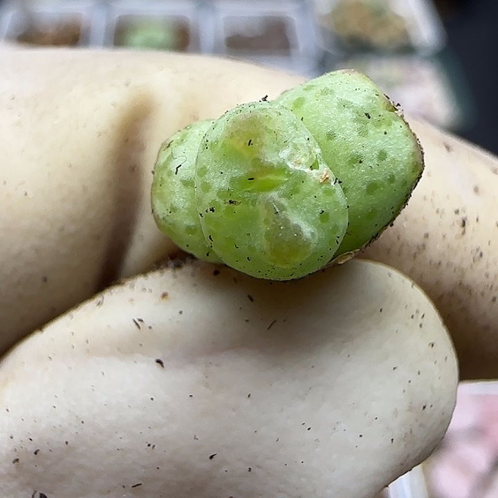 1207安东尼小猪蹄