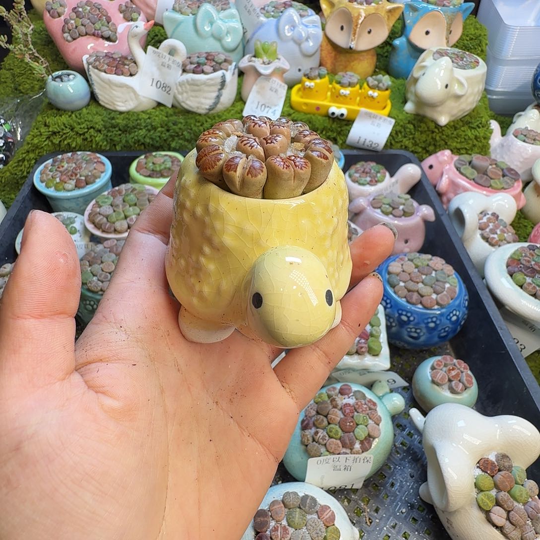 多肉植物的生长发育11154