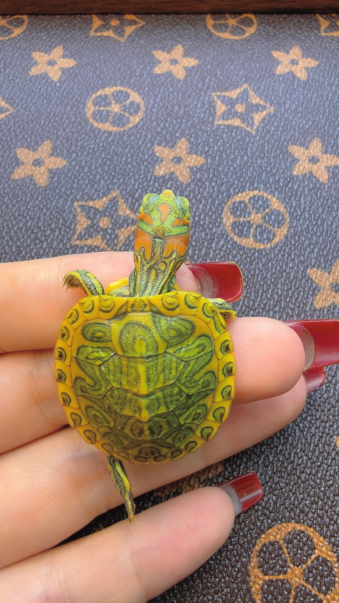 超小迷你深变异蜡笔活物可家养认主人的招财小乌龟