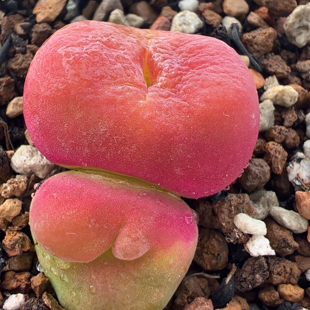 变异水蜜桃带盆多肉植物