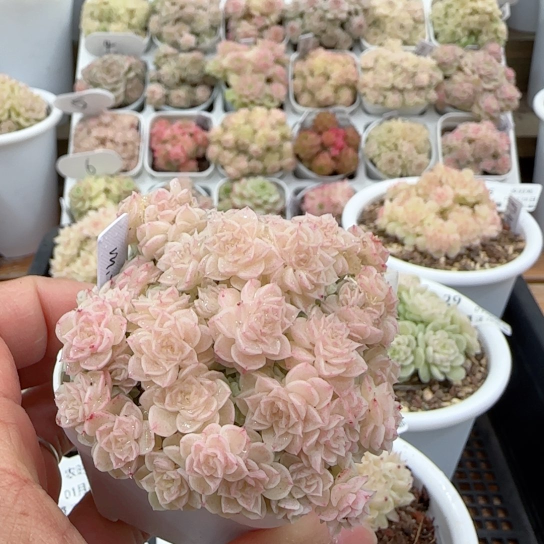 【闪购商品】0128-33（m1-109）