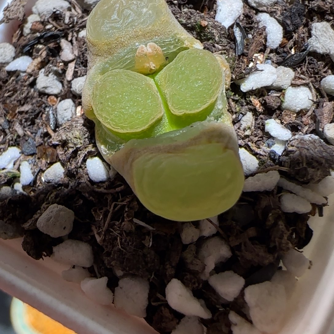 肉锥多肉植物百科-磁铁653