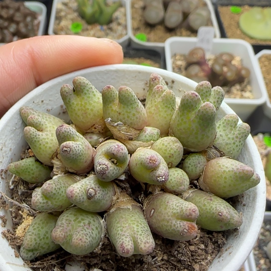 955d斑马25头多肉植物135