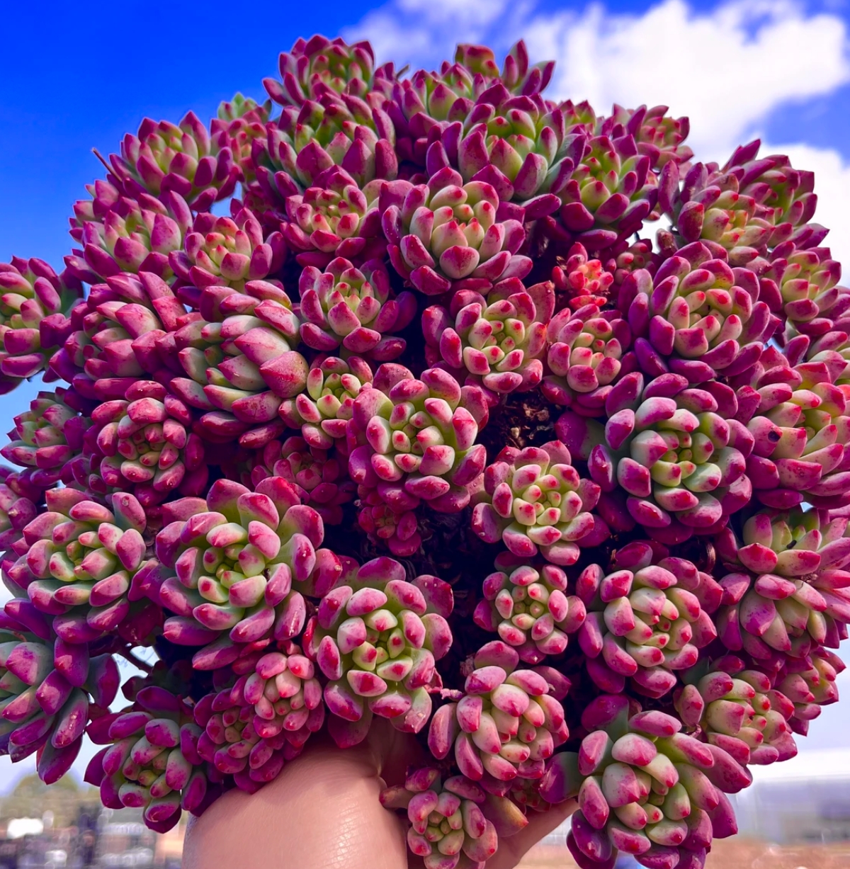 Y超大松果精灵【元旦迎新】【年宵纳福】年宵花多肉植物 带盆带土