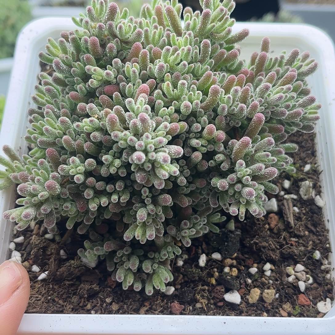 009冰晶优选枝干番杏