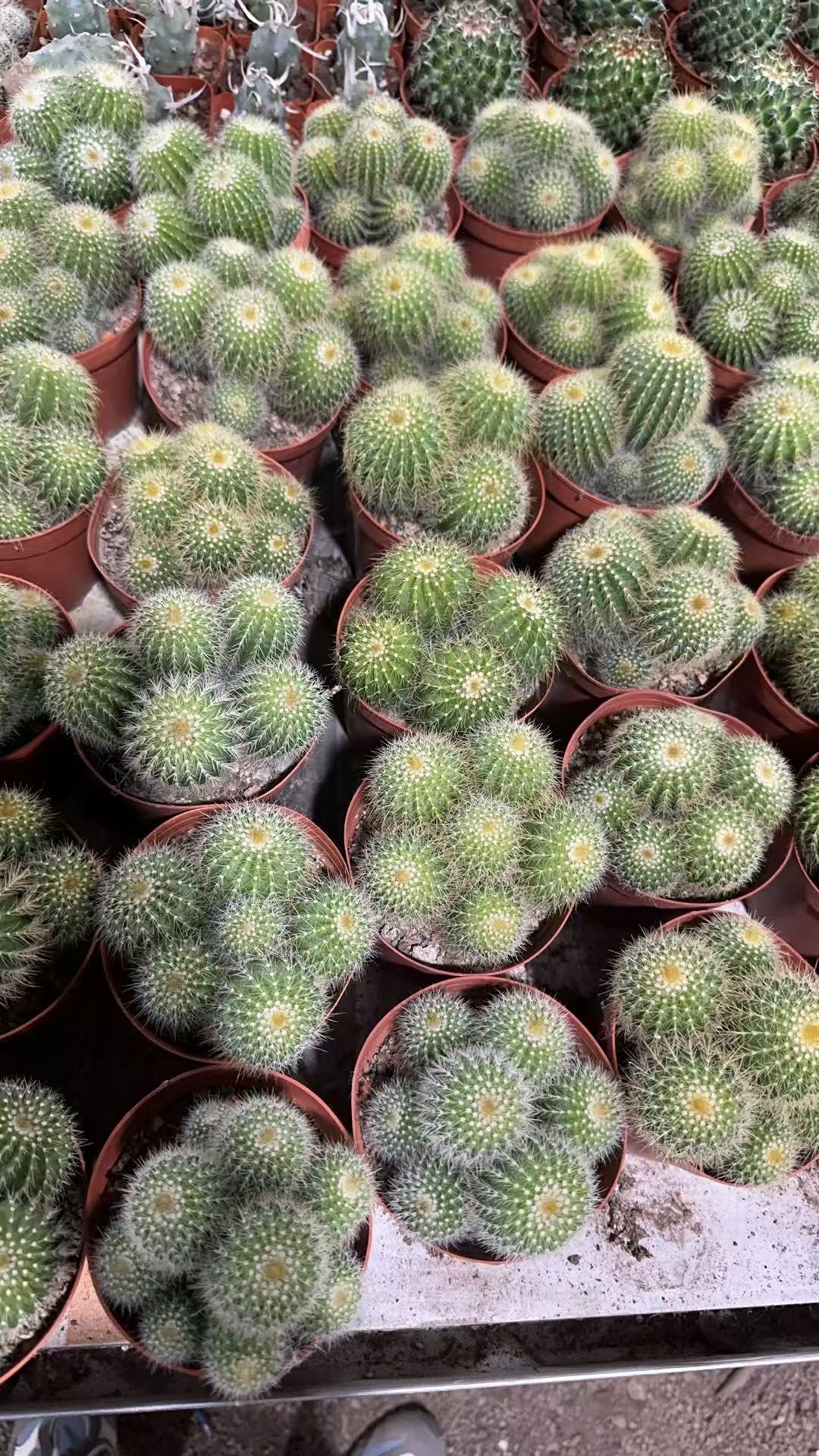 满十八包邮【两盆多头实生大金冠】