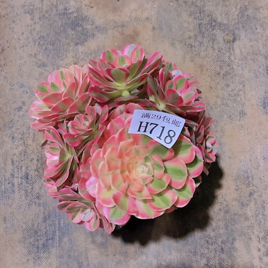 718粉女巫多肉植物